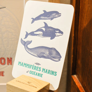 A kép megnyitása diavetítésben, Tengeri lények társasága | Óceánia tengeri emlősei kártya
