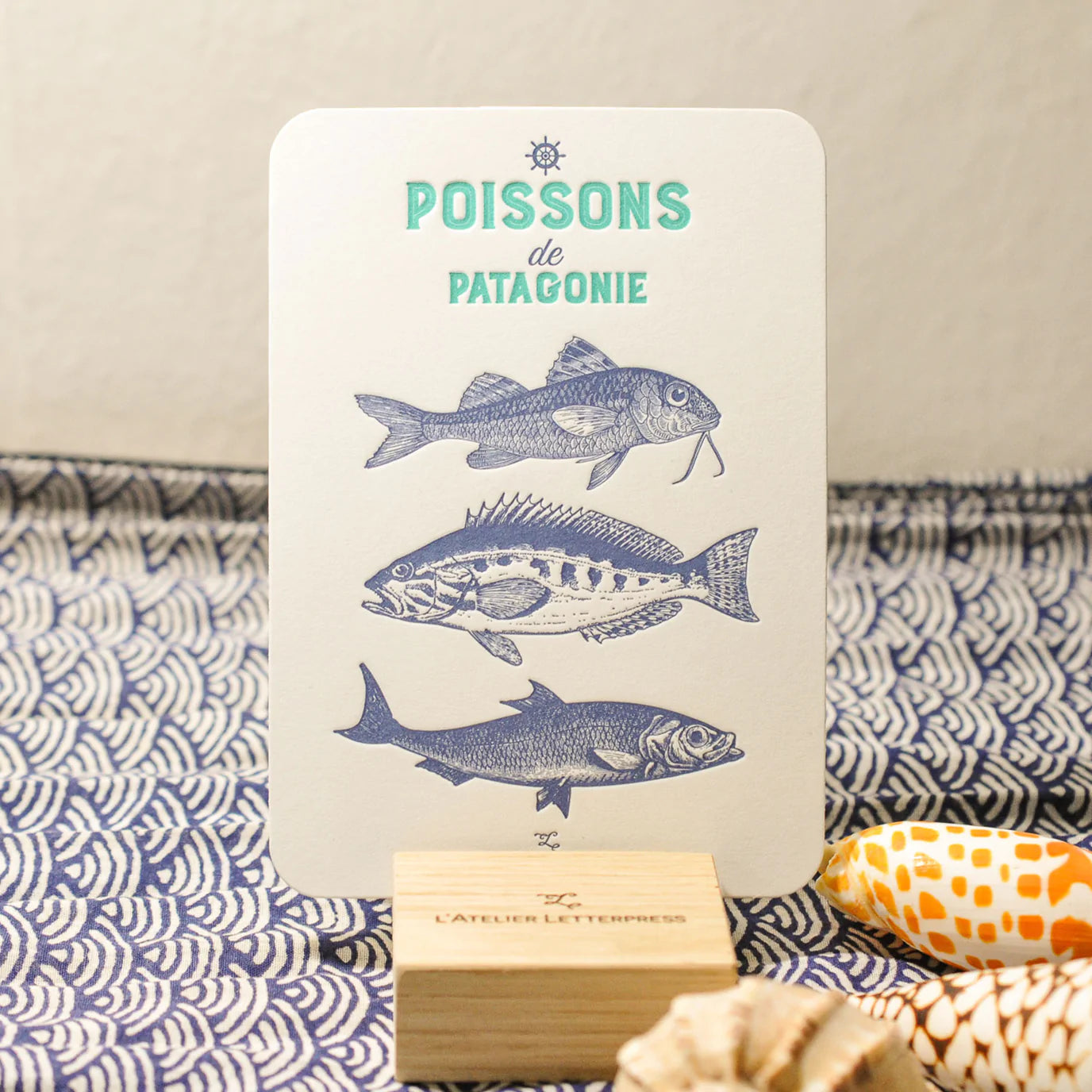 Society of Sea Creatures | Patagonian fish species card