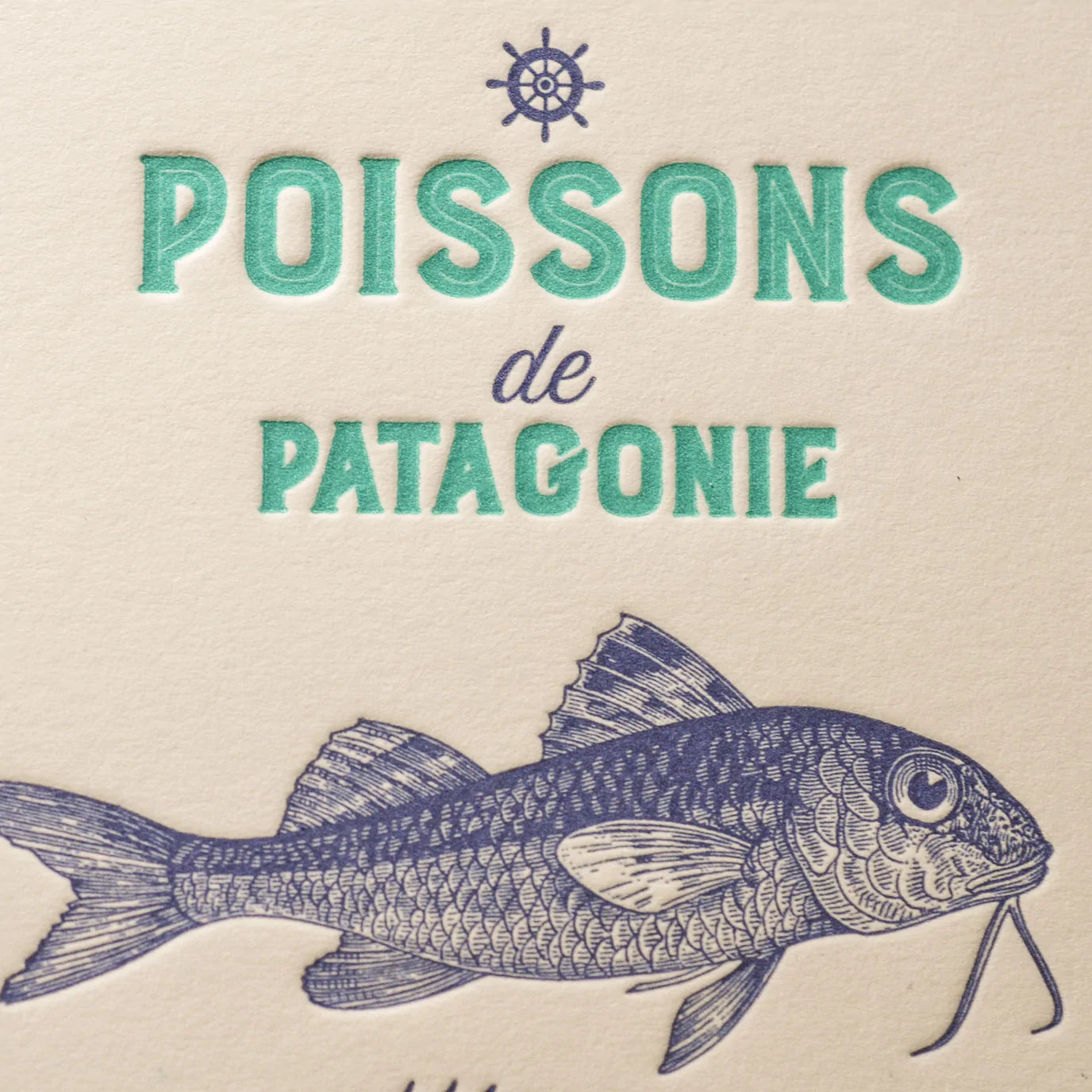 Society of Sea Creatures | Patagonian fish species card